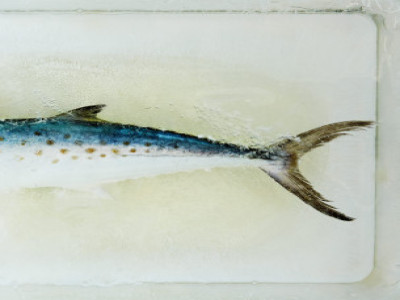 Spanish Mackerel
